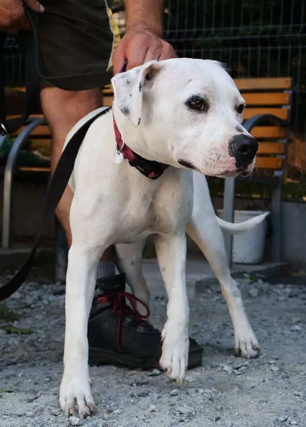 Znaleziono psa, Łódź, 16 sierpnia 2025 (1/5)