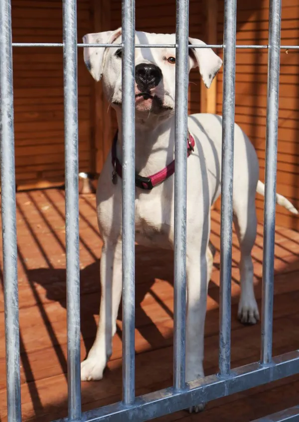 Znaleziono psa, Łódź, 16 sierpnia 2025 (2/5)