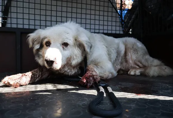 Znaleziono psa, Łódź, 16 sierpnia 2025 (3/5)