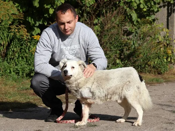 Znaleziono psa, Łódź, 16 sierpnia 2025 (5/5)