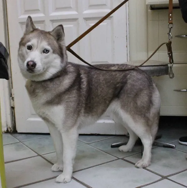 Znaleziono psa, Łódź, 15 sierpnia 2025 (4/5)