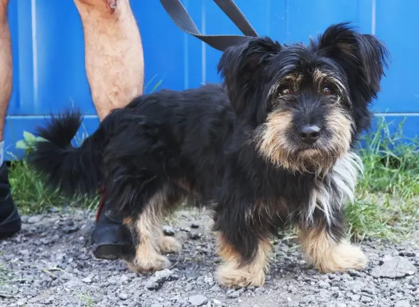 Znaleziono psa, Łódź, 15 sierpnia 2025 (2/5)