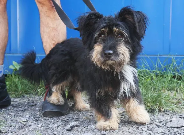 Znaleziono psa, Łódź, 15 sierpnia 2025 (3/5)