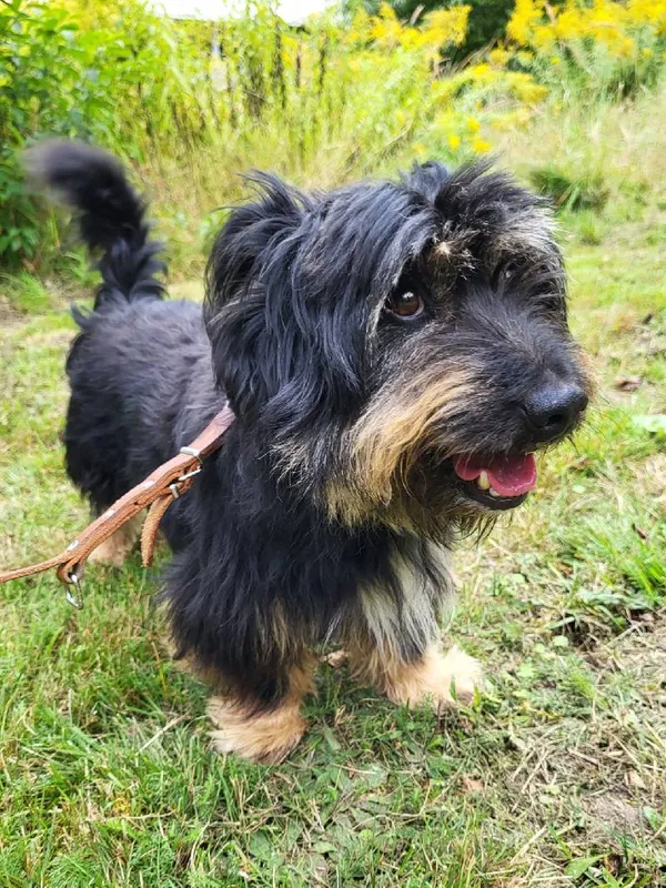 Znaleziono psa, Łódź, 15 sierpnia 2025 (4/5)