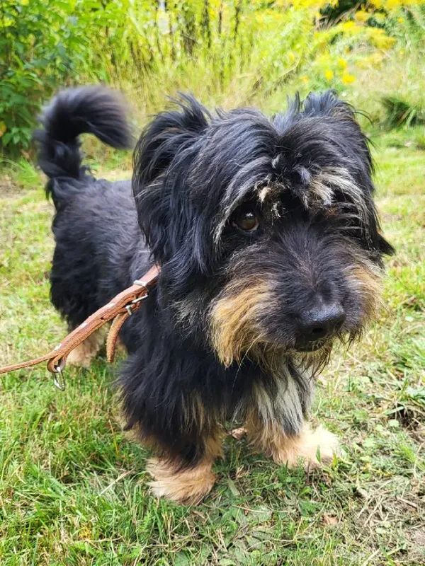 Znaleziono psa, Łódź, 15 sierpnia 2025 (5/5)