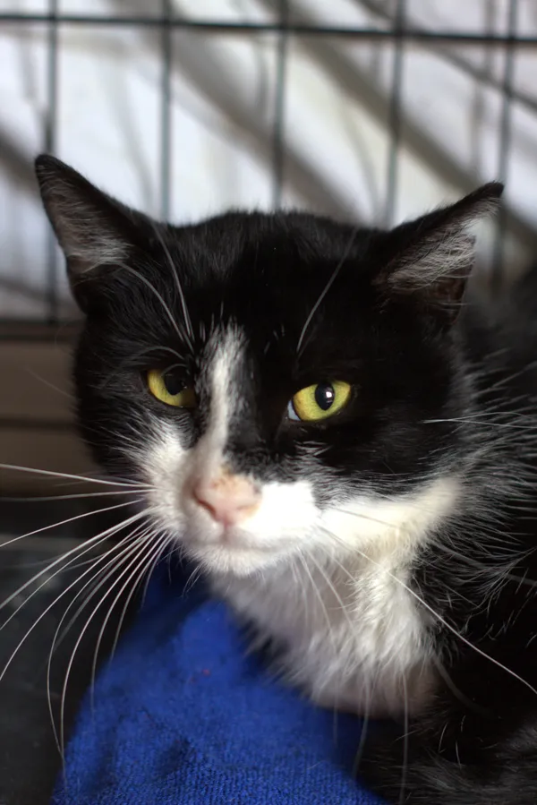 Znaleziono kota, Sosnowiec, 14 sierpnia 2025 (1/3)