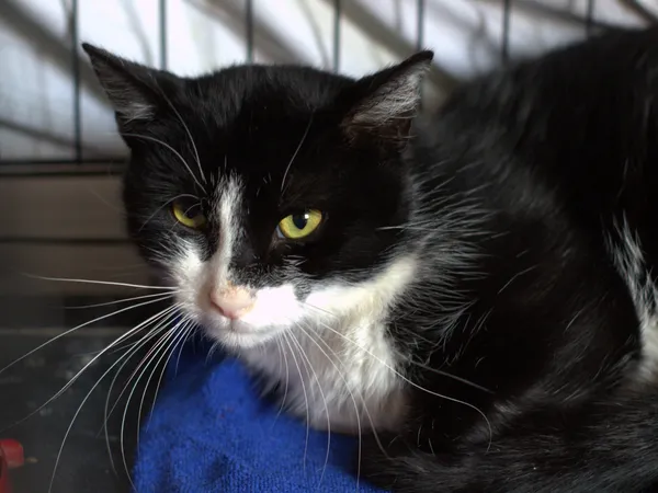 Znaleziono kota, Sosnowiec, 14 sierpnia 2025 (2/3)