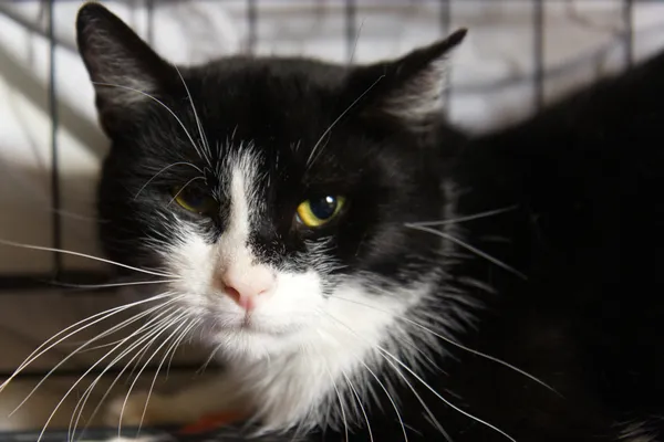 Znaleziono kota, Sosnowiec, 14 sierpnia 2025 (3/3)