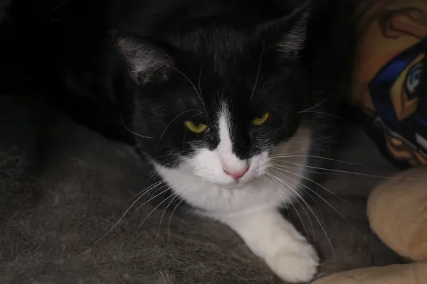 Znaleziono kota, Sosnowiec, 14 sierpnia 2025 (4/5)