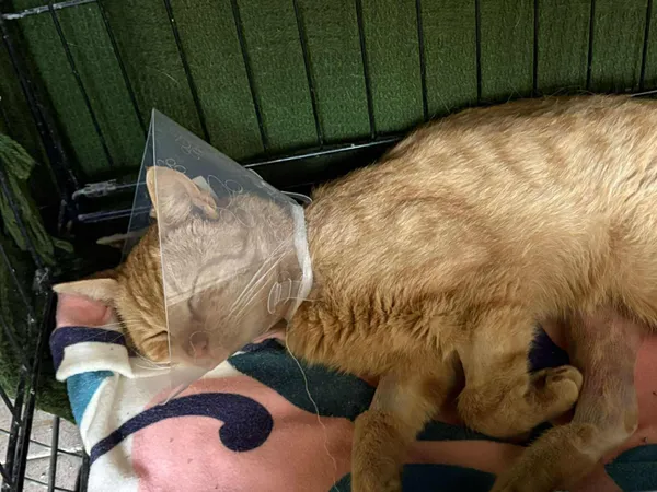 Znaleziono kota, Sosnowiec, 14 sierpnia 2025