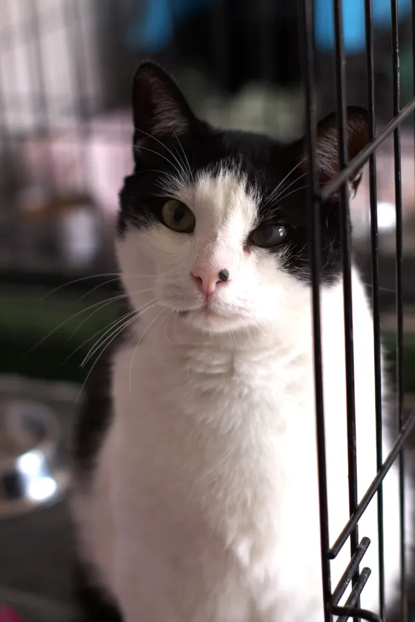 Znaleziono kota, Sosnowiec, 10 sierpnia 2025 (1/5)