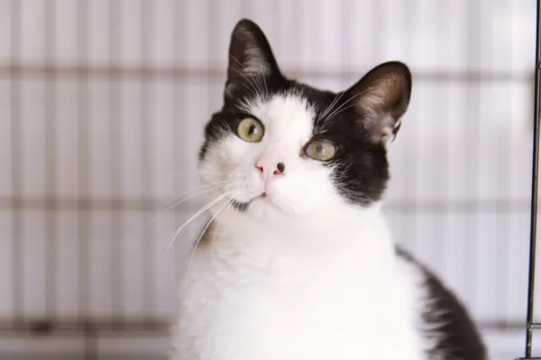 Znaleziono kota, Sosnowiec, 10 sierpnia 2025 (5/5)