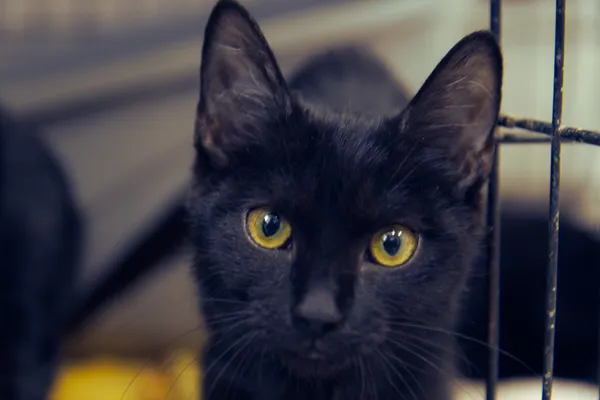 Znaleziono kota, Sosnowiec, 13 sierpnia 2025