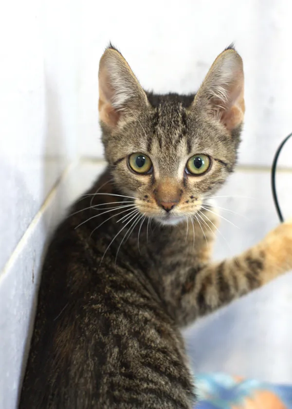 Znaleziono kota, Sosnowiec, 12 sierpnia 2025