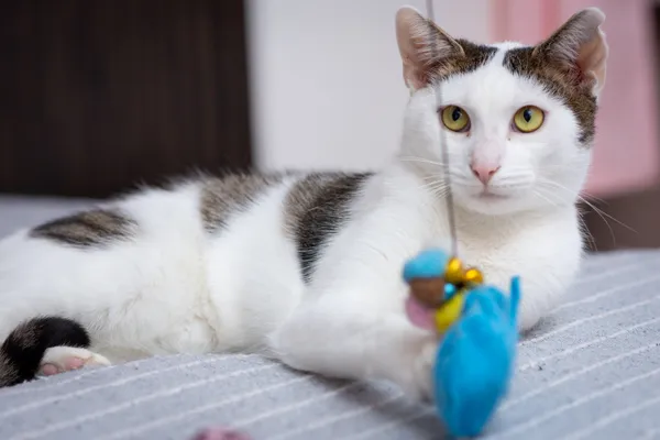 Znaleziono kota, Sosnowiec, 13 sierpnia 2025 (3/5)