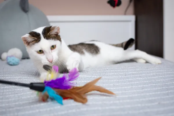 Znaleziono kota, Sosnowiec, 13 sierpnia 2025 (4/5)