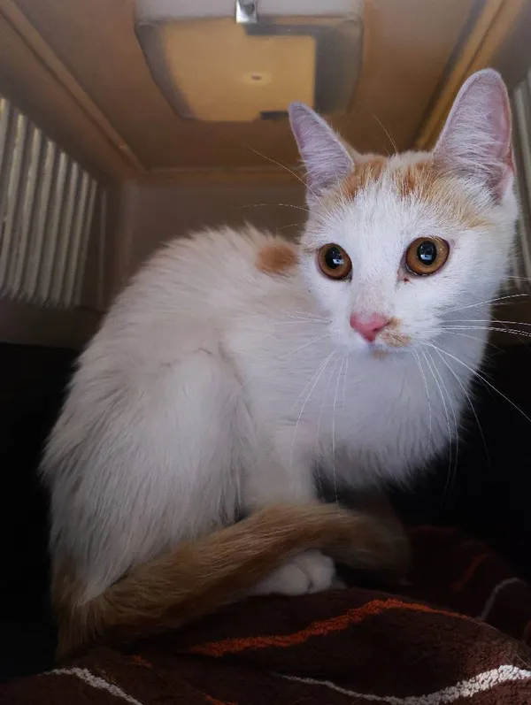 Znaleziono kota, Łódź, 17 sierpnia 2025 (1/4)