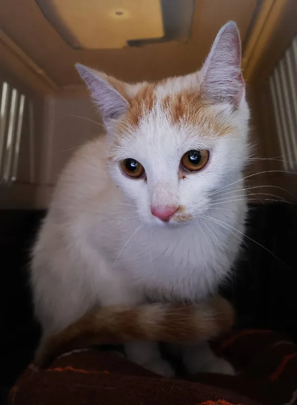 Znaleziono kota, Łódź, 17 sierpnia 2025 (4/4)