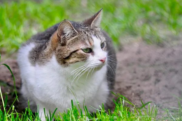 Kot do adopcji, Milanówek, 17 sierpnia 2025 (4/5)