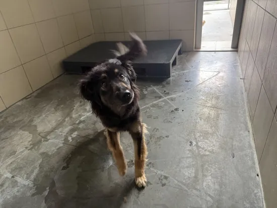 Pies do adopcji, Kraków, 2 sierpnia 2025