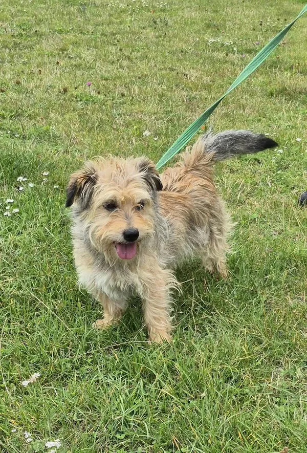 Znaleziono psa, Lublin, 15 sierpnia 2025