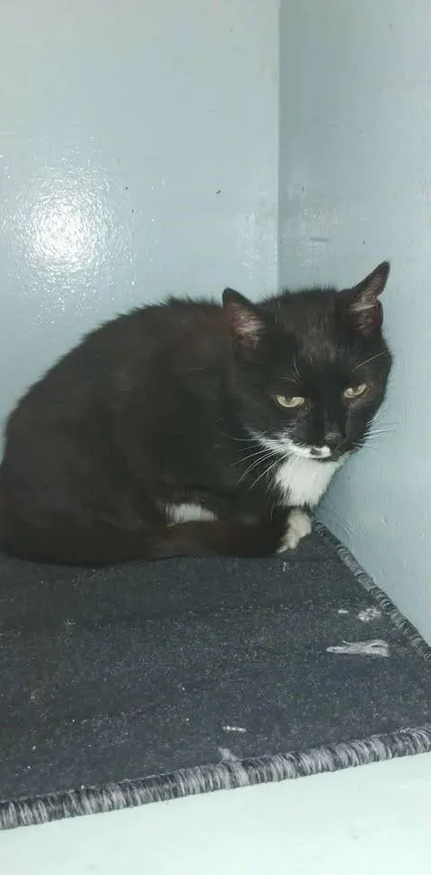 Znaleziono kota, Grudziądz, 16 sierpnia 2025