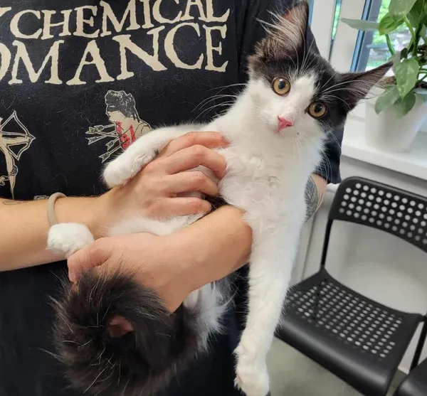 Znaleziono kota, Toruń, 17 sierpnia 2025