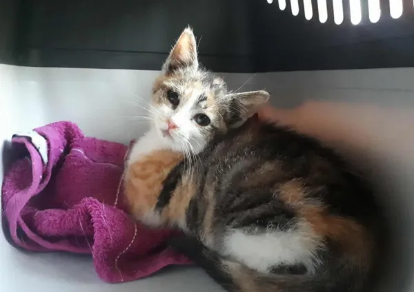 Znaleziono kota, Toruń, 16 sierpnia 2025