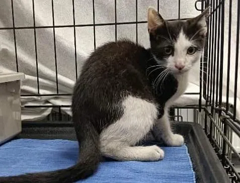 Znaleziono kota, Toruń, 16 sierpnia 2025