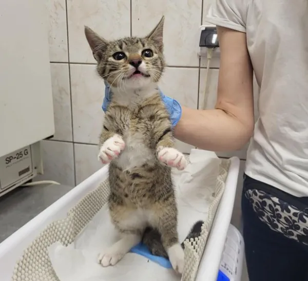 Znaleziono kota, Toruń, 16 sierpnia 2025