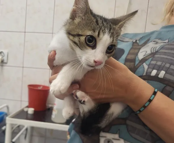 Znaleziono kota, Toruń, 16 sierpnia 2025