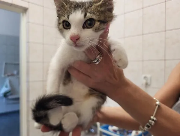 Znaleziono kota, Toruń, 16 sierpnia 2025