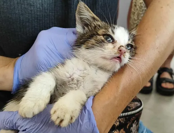 Znaleziono kota, Toruń, 15 sierpnia 2025