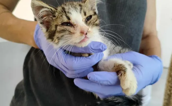 Znaleziono kota, Toruń, 15 sierpnia 2025