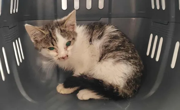 Znaleziono kota, Toruń, 15 sierpnia 2025