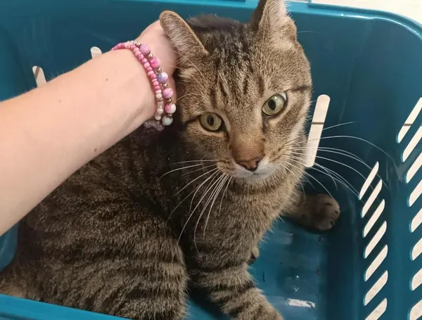 Znaleziono kota, Toruń, 15 sierpnia 2025