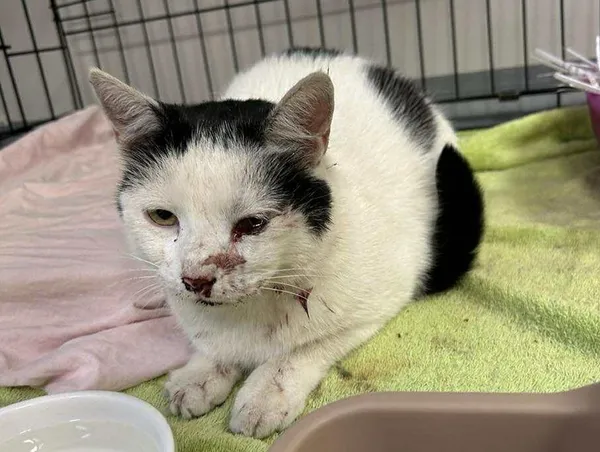 Znaleziono kota, Toruń, 14 sierpnia 2025