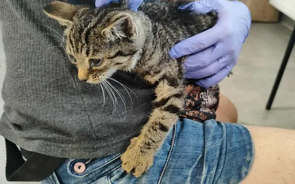 Znaleziono kota, Toruń, 15 sierpnia 2025