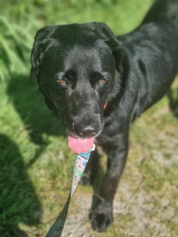 Znaleziono psa, Żywiec, 17 sierpnia 2025 (5/5)