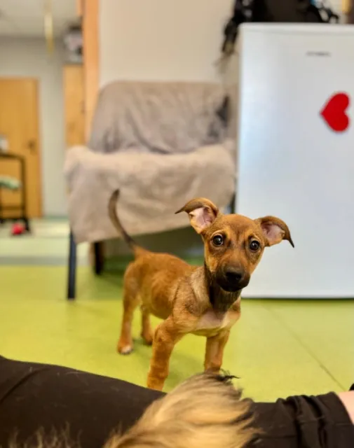 Pies do adopcji, Piła, 30 lipca 2025