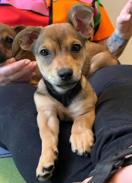 Pies do adopcji, Piła, 30 lipca 2025 (1/2)