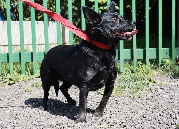 Znaleziono psa, Łódź, 17 sierpnia 2025 (1/2)