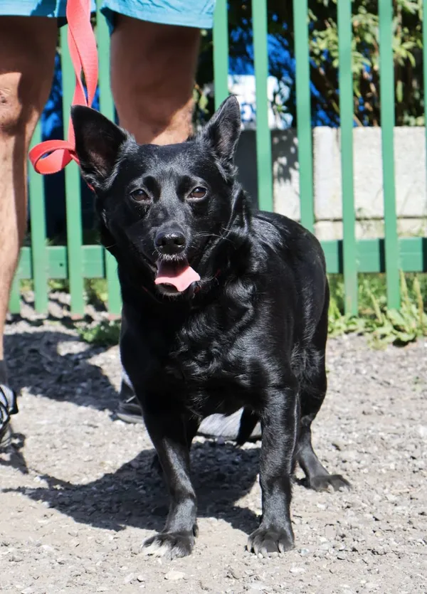 Znaleziono psa, Łódź, 17 sierpnia 2025 (2/2)