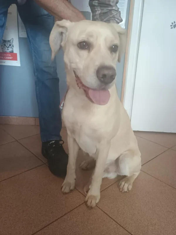 Pies do adopcji, Włocławek, 17 sierpnia 2025