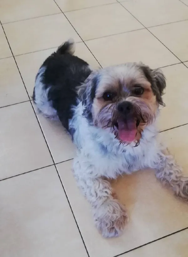 Znaleziono psa, Łódź, 18 sierpnia 2025