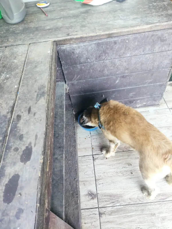 Zaginął pies, Wartkowo, 18 sierpnia 2025 (2/3)