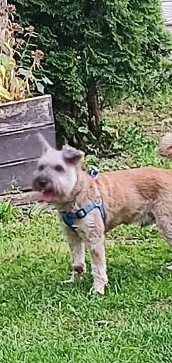 Zaginął pies, Wartkowo, 18 sierpnia 2025 (3/3)