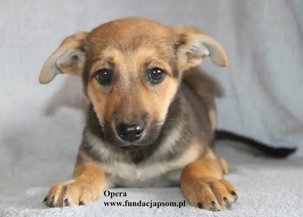 Pies do adopcji, Nowy Dwór Mazowiecki, 18 sierpnia 2025 (1/5)