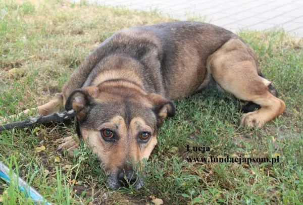 Pies do adopcji, Nowy Dwór Mazowiecki, 18 sierpnia 2025 (2/5)