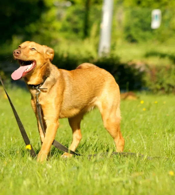 Pies do adopcji, Konin, 9 maja 2025 (2/2)